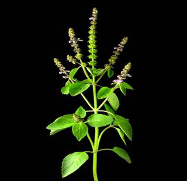 Ocimum Sanctum - Tulsi