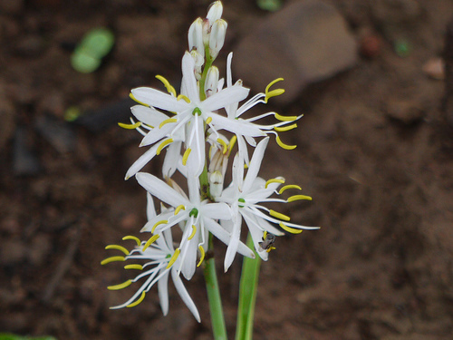 Chlorophytum Barivillianum - Safed Musli