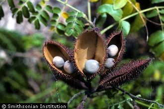 Caeesalpinia Christa - Latakaranja