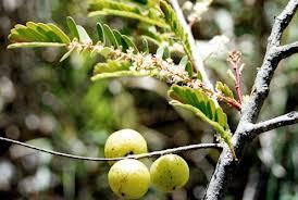 Emblica Offcinalis Gartn - Amla