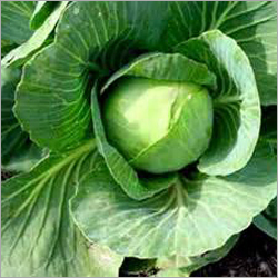 Cabbage