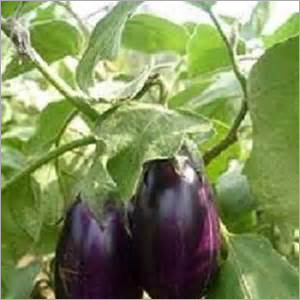 Brinjal