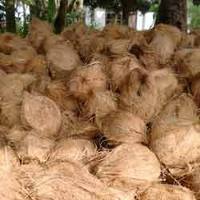 Fresh Coconut