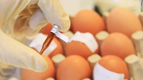 Egg and Egg Product Testing Services