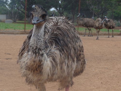 Healthy Emu Birds