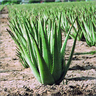 Aloe Vera Plant
