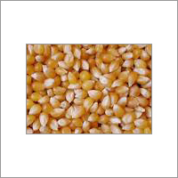 Yellow Corn