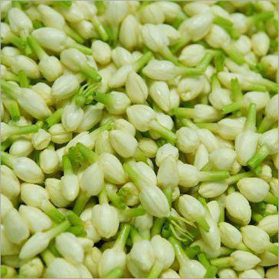 Fresh Jasmine Flowers