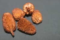 Anacyclus Pyrenthum Root Extract