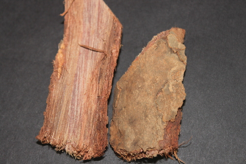 Saraca Indica Bark Extract