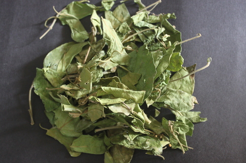 Gymnema Sylvestre Leaves Extract