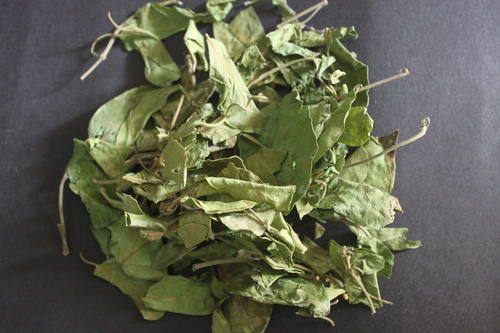 Gymnema Sylvestre Leaves By KISALAYA HERBALS LTD.