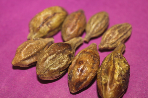 Terminalia chebula Fruit Extract