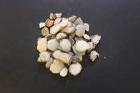 Hedychium Spicatum Rhizomes