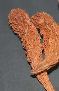 Momordica Chiranta Fruits Extract