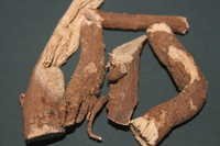 Pesticide Free Boerhaavia Diffusa Herb Extract