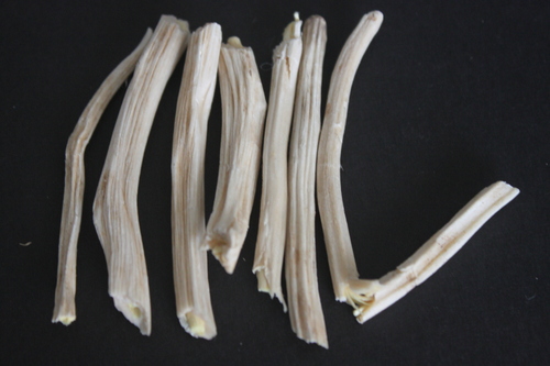 Asparagus Racemosus Roots Extract