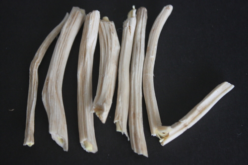 Asparagus Racemosus Roots By KISALAYA HERBALS LTD.