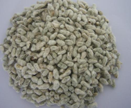 Cotton Seed Meal