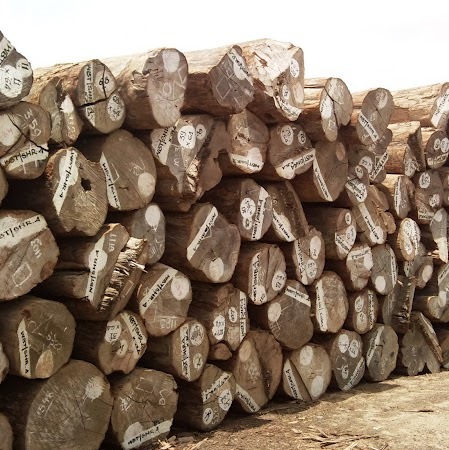Burma teak wood
