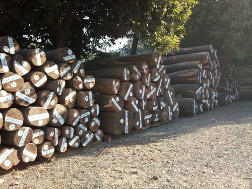 Nigeria Teak wood