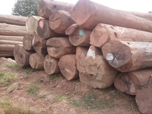 Teak wood