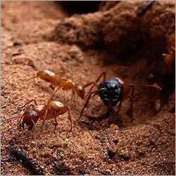 Ants Pest Control