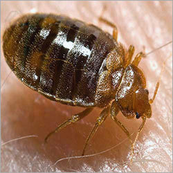 Bed Bugs Pest Control By BIOCHEM PEST CONTROL