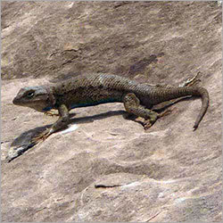 Lizard Pest Control