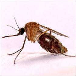 Mosquito Control Services