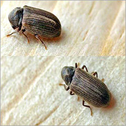 Wood Borer Control