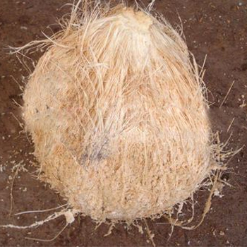 Vietnamese Matured Coconut