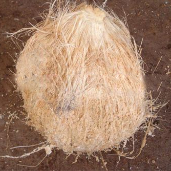 Vietnamese Matured Coconut Origin: Vietnam