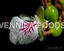 cardamom flower