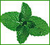 Mint By ALL NATURALS