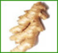 Ginger
