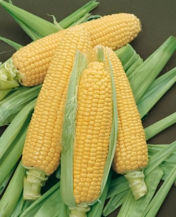 Corn Hybrid Seeds