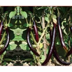 Natural Brinjal Seed