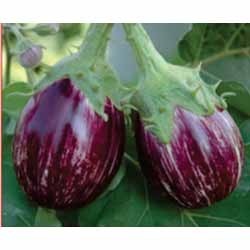 Brinjal Hybrid Seeds