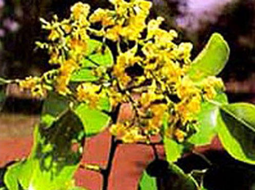 Pterocarpus Santallin By KISALAYA HERBALS LTD.