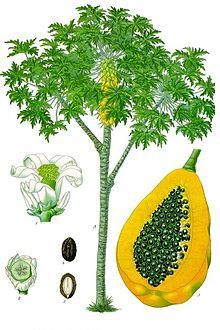 Carica Papaya Extract