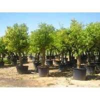 Citrus Aurantium Extract - 100% Pure, Natural Flavoring Agent , Ideal For Culinary And Nutraceutical Applications