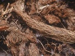 Nardostachys Jatamansi Roots Extract