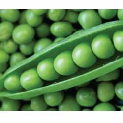 Green Arrow Peas