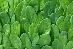 Spinach Seeds ( Palak-Nutrila )