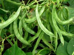 Cluster Bean Seeds