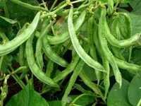 Cluster Bean Seeds - Green Color, 85% Germination, 98% Purity | Fast Growth, Disease Resistance, High Yield, Summer/kharif Suitable