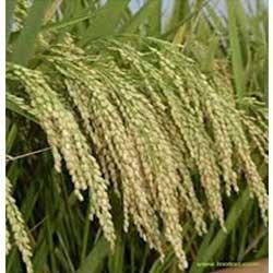 Indian Paddy Seed