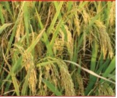 Mallika Paddy Seeds