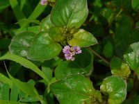 Boerhaavia Diffusa Herb